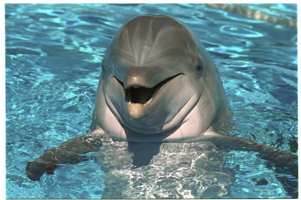 delfin7