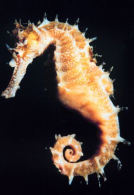 morkon